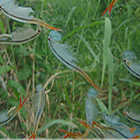 Branchinella-Thailandensis-Sanoamuang