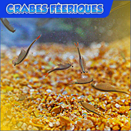 Crevettes feeriques