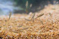 Fairy Shrimp Streptocephalus sealii Approche...