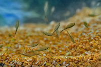 Fairy Shrimp Streptocephalus sealii Approche d&eacute;levage de crevettes t&ecirc;tards