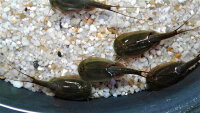 Triops Australiensis Green Breeding lot de 50 œufs