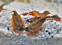 Approche de reproduction brune de Triops longicaudatus