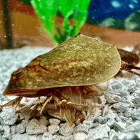 Triops Cancriformis Mallorca Approche délevage 50 œufs