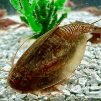 Triops Cancriformis Mallorca Approche délevage 50 œufs