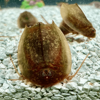 Triops Cancriformis Mallorca Approche délevage 50 œufs