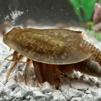 Triops Cancriformis Mallorca Approche délevage 50 œufs