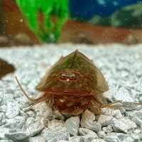 Triops Cancriformis Mallorca Approche délevage 50 œufs