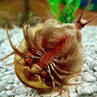 Triops Cancriformis Mallorca Approche délevage 50 œufs