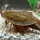 Triops Cancriformis Mallorca Approche délevage 50 œufs
