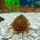 Triops Cancriformis Mallorca Approche délevage 50 œufs