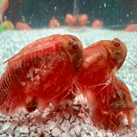 Triops Beni Kabuto ebi Albino Tadpole Shrimp Starter Set Ultra 50 oeufs