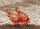 Triops Red Longicaudatus Tadpole Crevettes Starter Set 150 oeufs