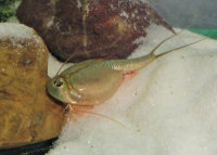 Triops Longicaudatus Mix Approche délevage avec environ 150 œufs