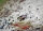 Triops Australiensis Mix Approche d&eacute;levage avec environ 150 &oelig;ufs