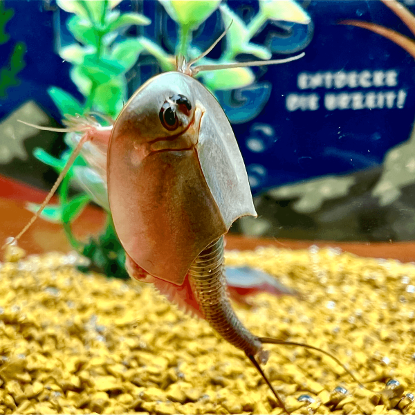 Reussir un élevage de triops avec 99% de reussite. - triops