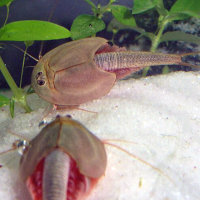 Triops longicaudatus Approche délevage de crevettes têtards