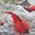 Triops Red Longicaudatus Têtard Crevette Approche de reproduction
