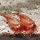 Triops Red Longicaudatus Têtard Crevette Approche de reproduction