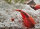 Triops Red Longicaudatus Tadpole Crevettes Starter Set