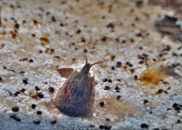 Triops Cancriformis Austria Enfoque de cría de camarón renacuajo