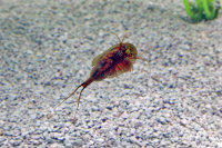 Triops Cancriformis Austria Enfoque de cría de camarón renacuajo
