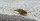 Triops Cancriformis Austria Tadpole Shrimp Starter Set Ultra