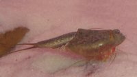 Triops Newberryi Tadpole Shrimp Starter Set Plus