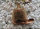 Triops Granarius Tadpole Starter Set de camarones Ultra