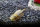 Triops Australiensis Queensland Tadpole Enfoque de cr&iacute;a de camarones