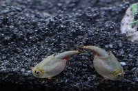 Triops Australiensis Queensland Tadpole Shrimp Starter Set Plus